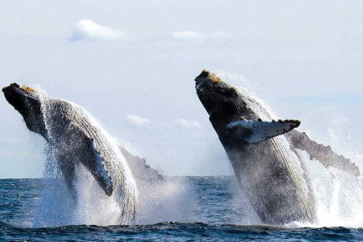 Panamá, ballenas, observación