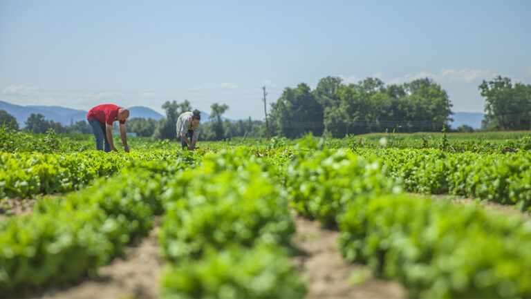 Cuba, Raúl Castro, agricultura, urbana