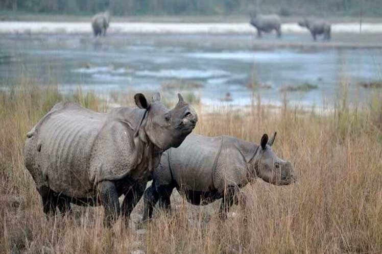 Nepal, rinoceontes, muertes, preocupación