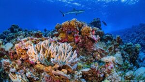 Unesco, plan, protección, arrecifes, coralinos