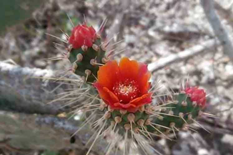 Cuba-especie-de-cactus-amenazado