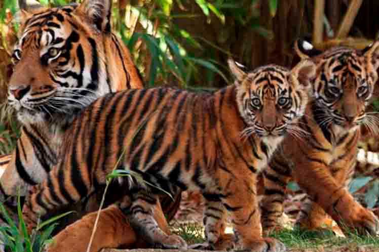 Nepal-población-tigres