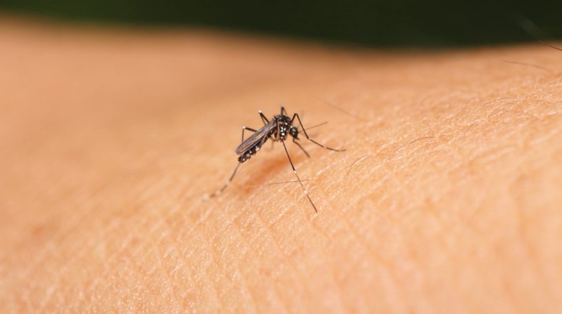 mosquito-virus-zika