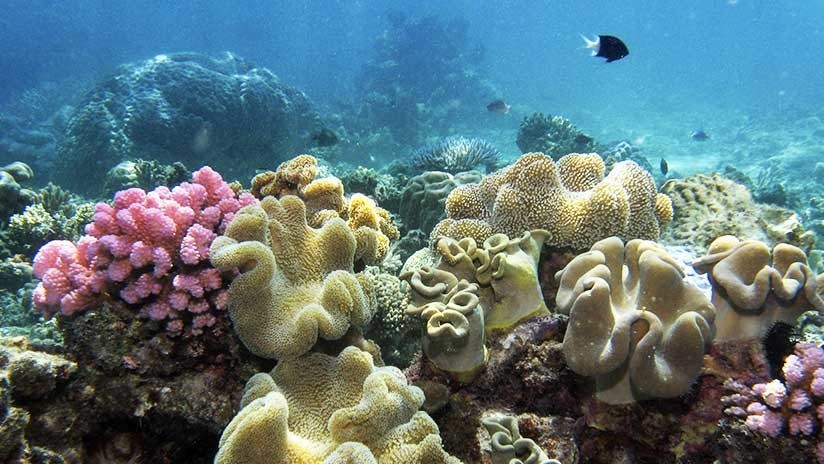 australia barrera de coral
