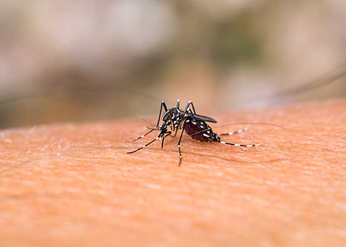 guatemala-faz-alerta-epidemiologico-sobre-transmissao-da-dengue/