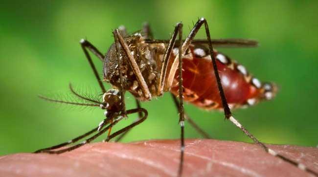 Bangladesh Dengue