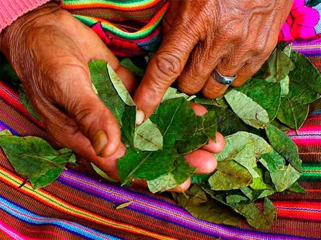 Bolívia venera a coca no Dia Nacional do Acullico Prensa Latina
