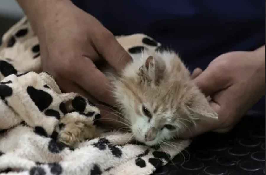 milhares-de-gatos-morrem-no-chipre-devido-ao-coronavirus-felina