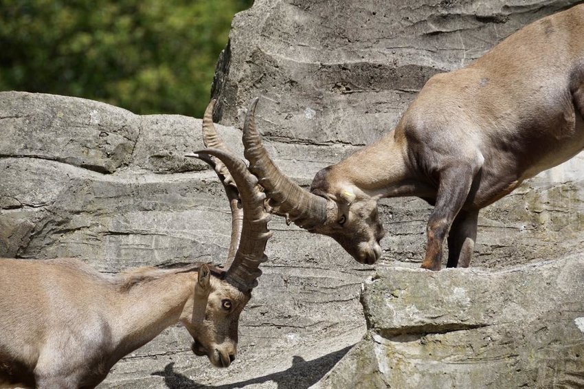 Figura-24-Machos-de-cabra-salvaje-de-los-Alpes-Capra-ibex-combatiendo-por-el-acceso-a