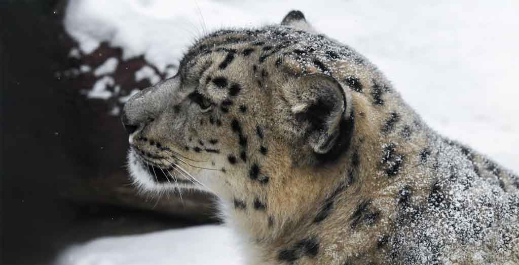 numero-recorde-de-leopardos-das-neves-contados-na-russia