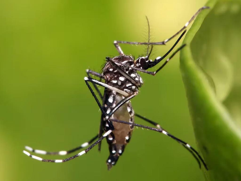 brasil-ultrapassa-quatro-milhoes-de-casos-provaveis-de-dengue