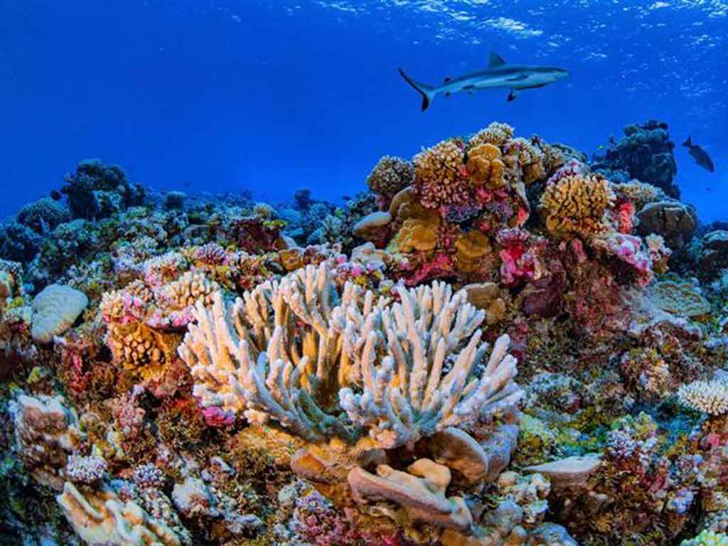 Recuperação dos corais melhoraria a alimentação mundial